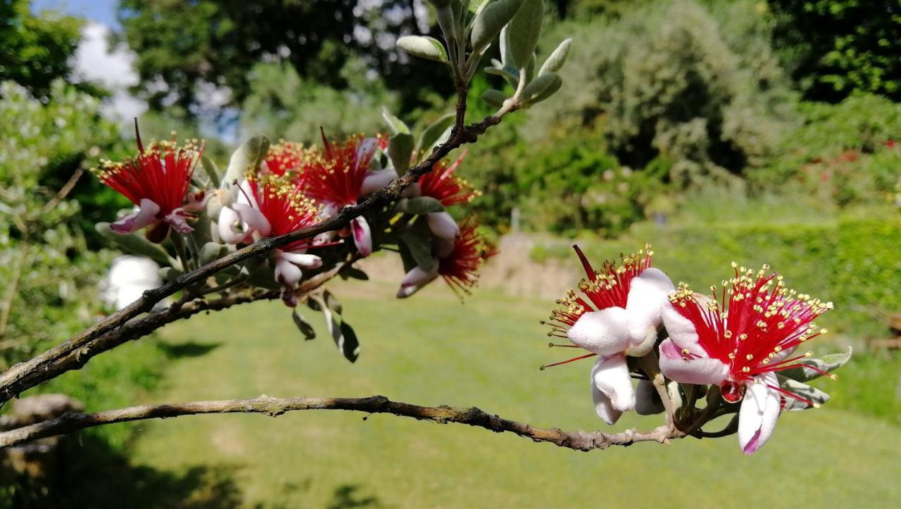 Poggiolindo B&B Capodimonte Bagian luar foto